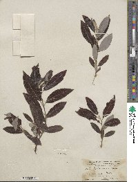 Salix hookeriana image