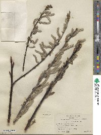 Salix hookeriana image