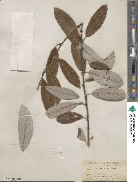 Salix hookeriana image