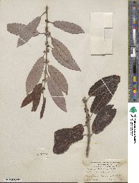 Salix hookeriana image