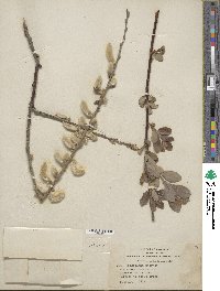 Salix hookeriana image