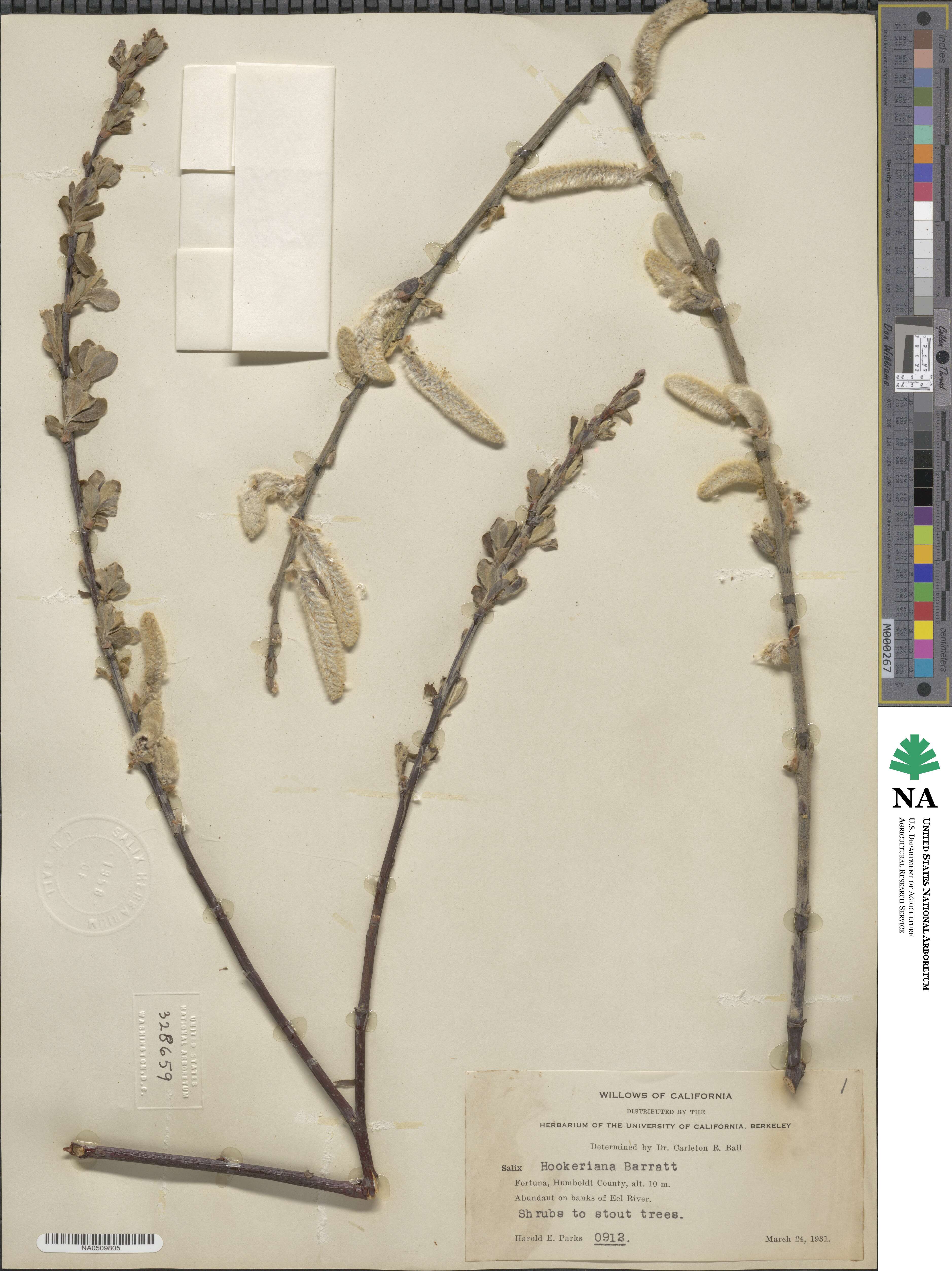 Salix hookeriana image