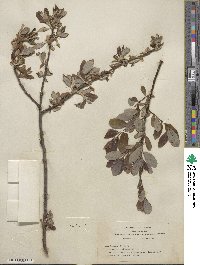 Salix hookeriana image