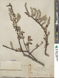 Salix hookeriana image