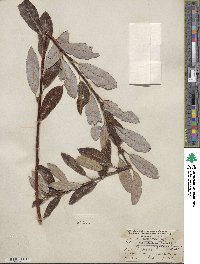 Salix hookeriana image