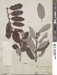 Salix hookeriana image