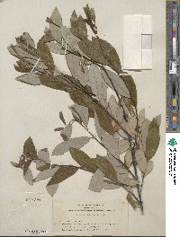 Salix hookeriana image