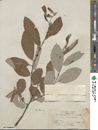 Salix hookeriana image