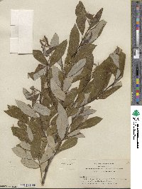 Salix hookeriana image