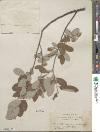 Salix hookeriana image