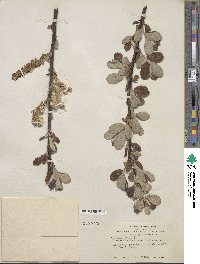 Salix hookeriana image