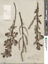 Salix hookeriana image