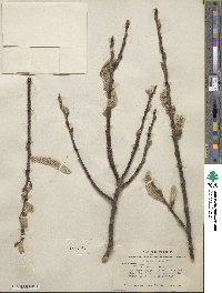 Salix hookeriana image