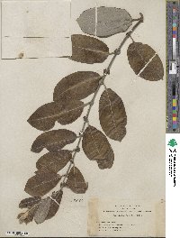 Salix hookeriana image