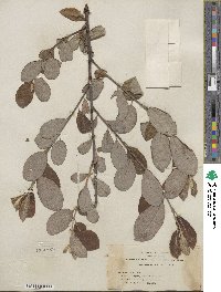 Salix hookeriana image