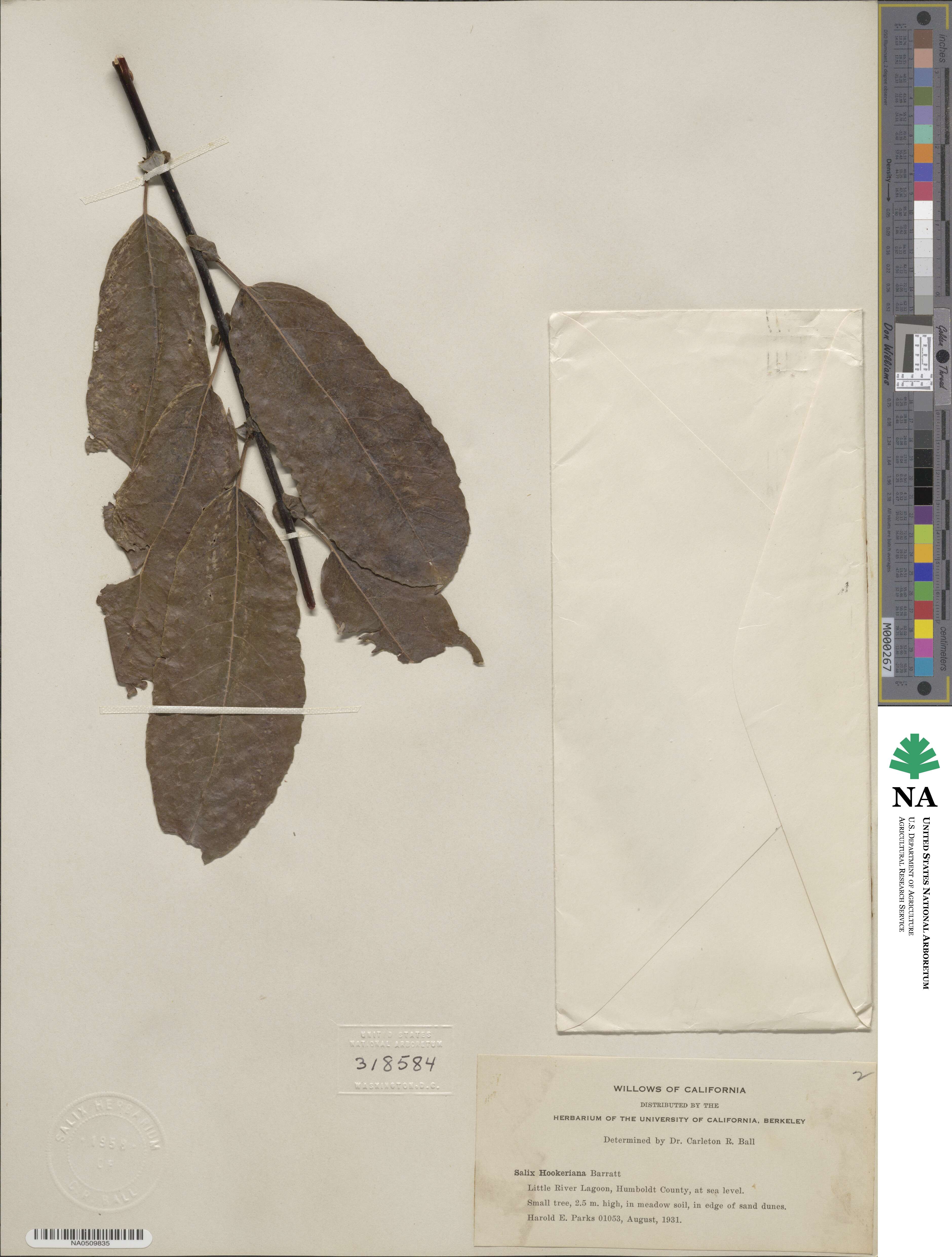Salix hookeriana image