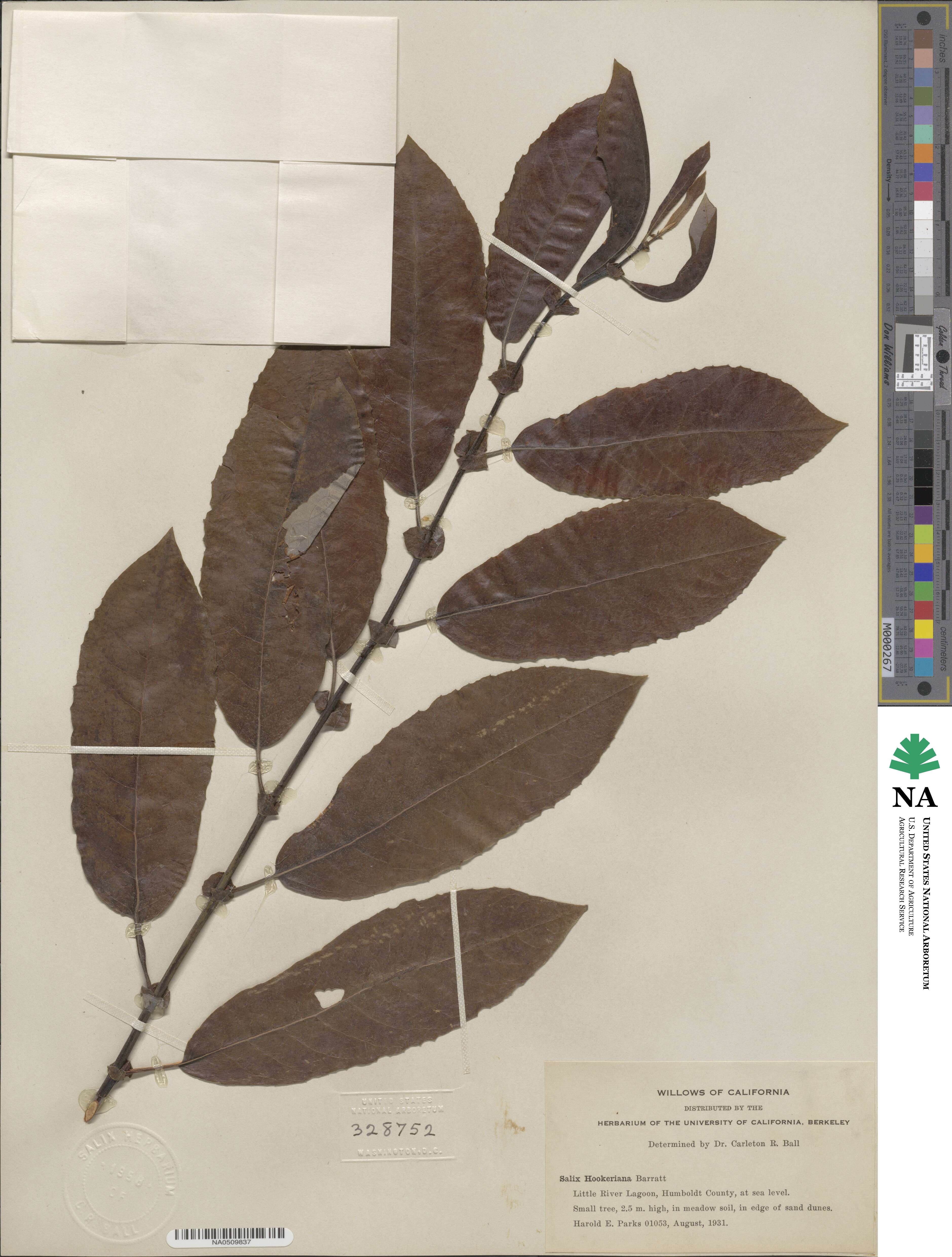 Salix hookeriana image