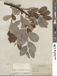 Salix hookeriana image