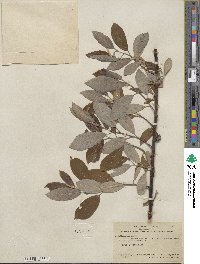 Salix hookeriana image