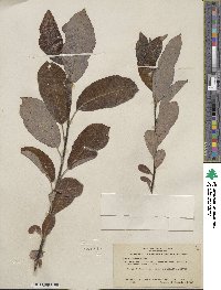 Salix hookeriana image