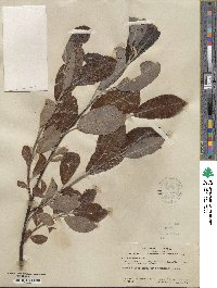 Salix hookeriana image