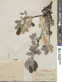 Salix hookeriana image