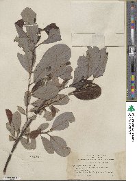 Salix hookeriana image