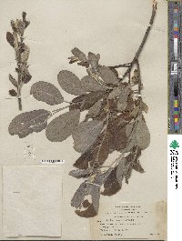 Salix hookeriana image