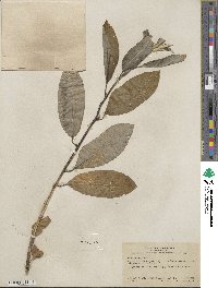 Salix hookeriana image