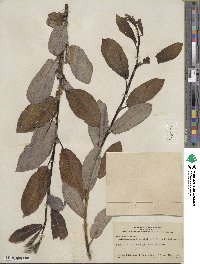 Salix hookeriana image