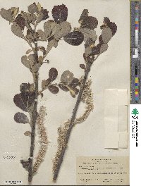 Salix hookeriana image