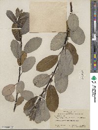 Salix hookeriana image