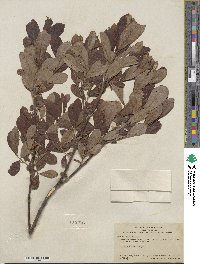 Salix hookeriana image