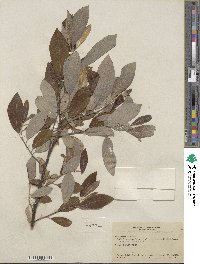 Salix hookeriana image