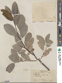 Salix hookeriana image