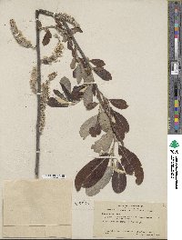 Salix hookeriana image