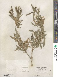 Salix gooddingii var. vallicola image