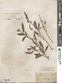 Salix gooddingii var. variabilis image