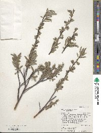 Salix geyeriana image