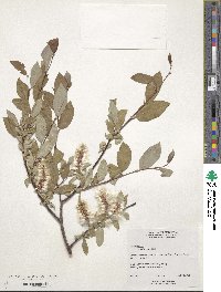 Salix hastata image