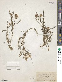 Astragalus obcordatus image