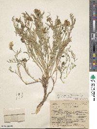 Astragalus berteroanus image