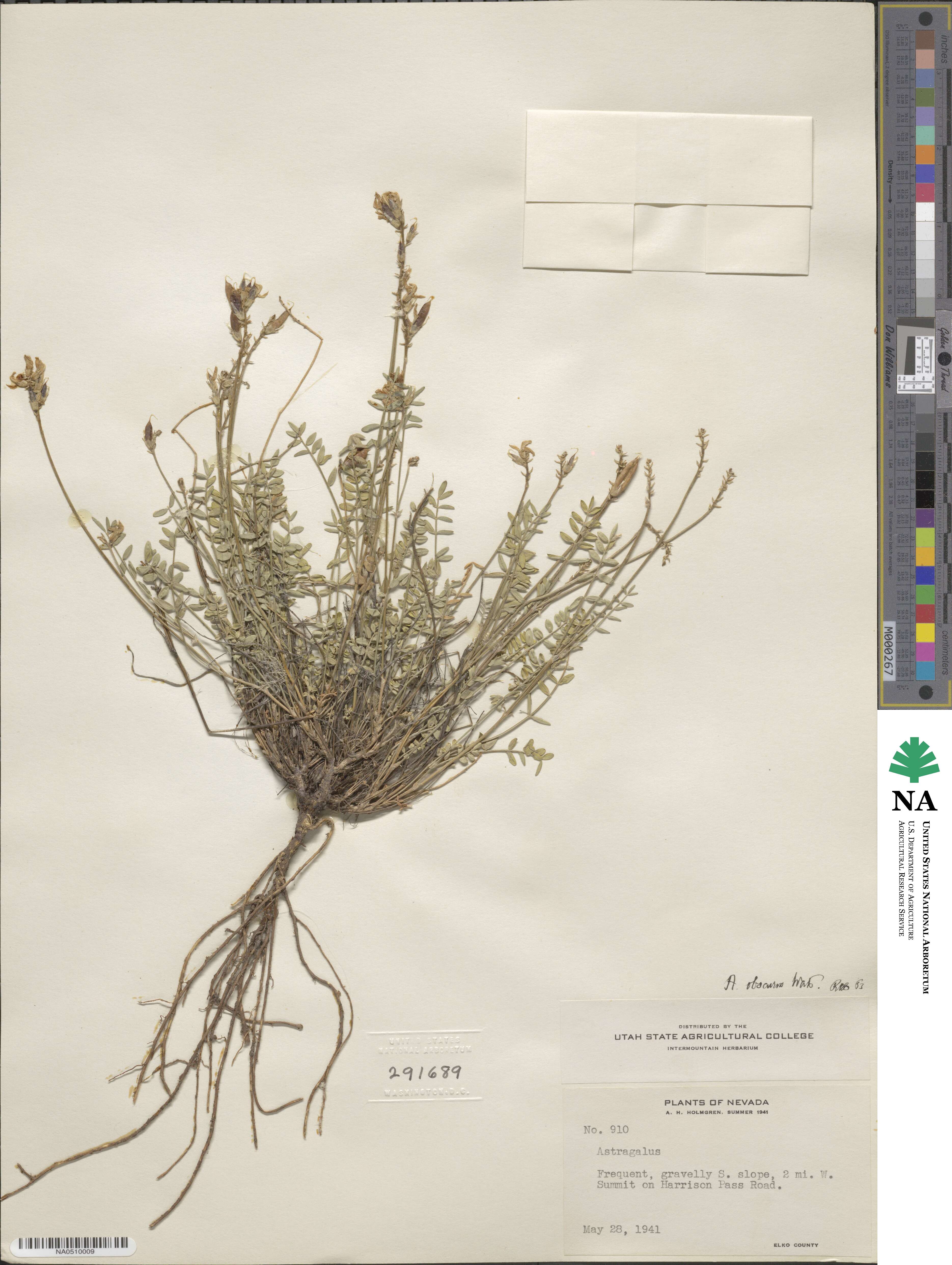 Astragalus obscurus image