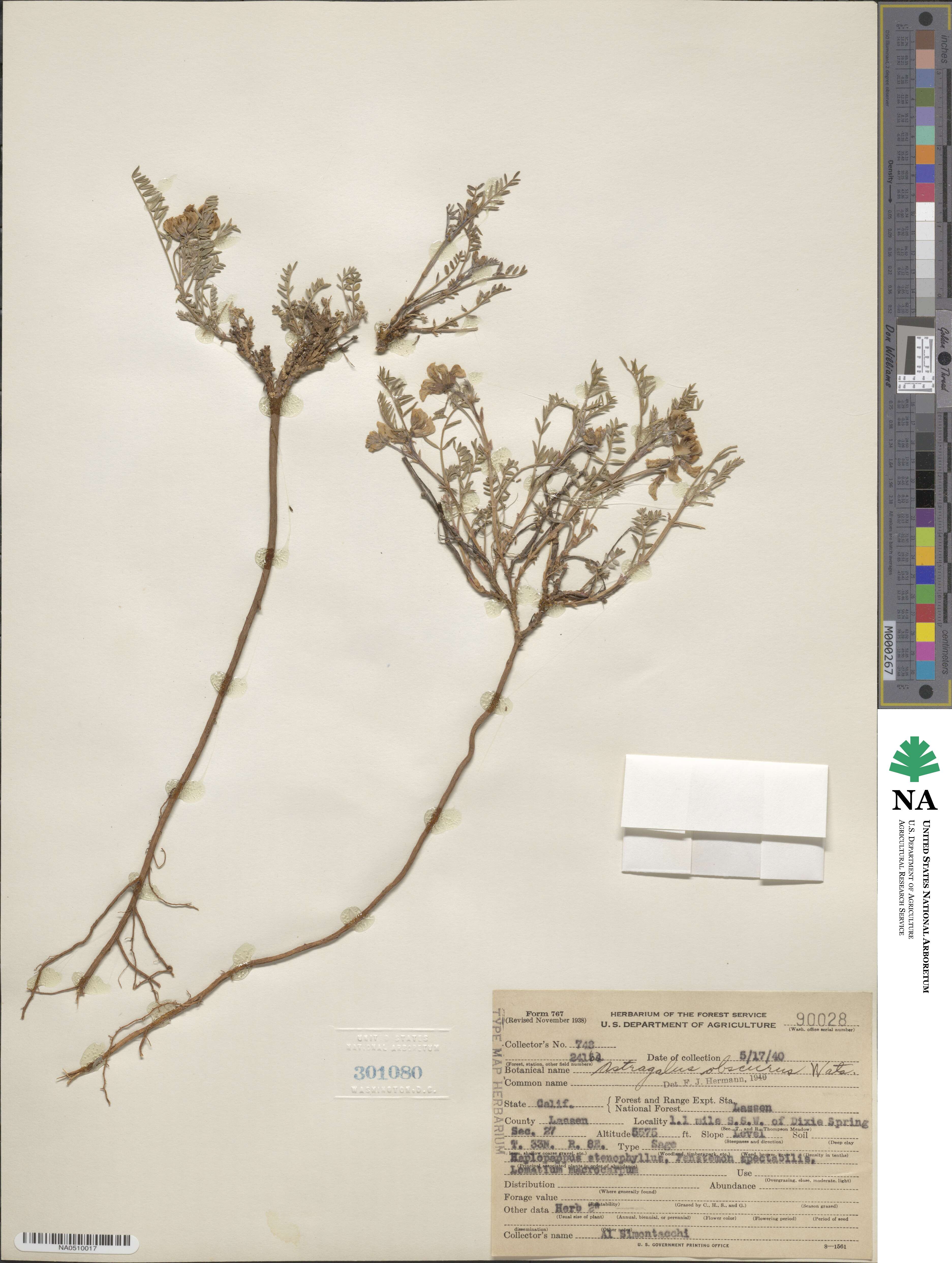 Astragalus obscurus image