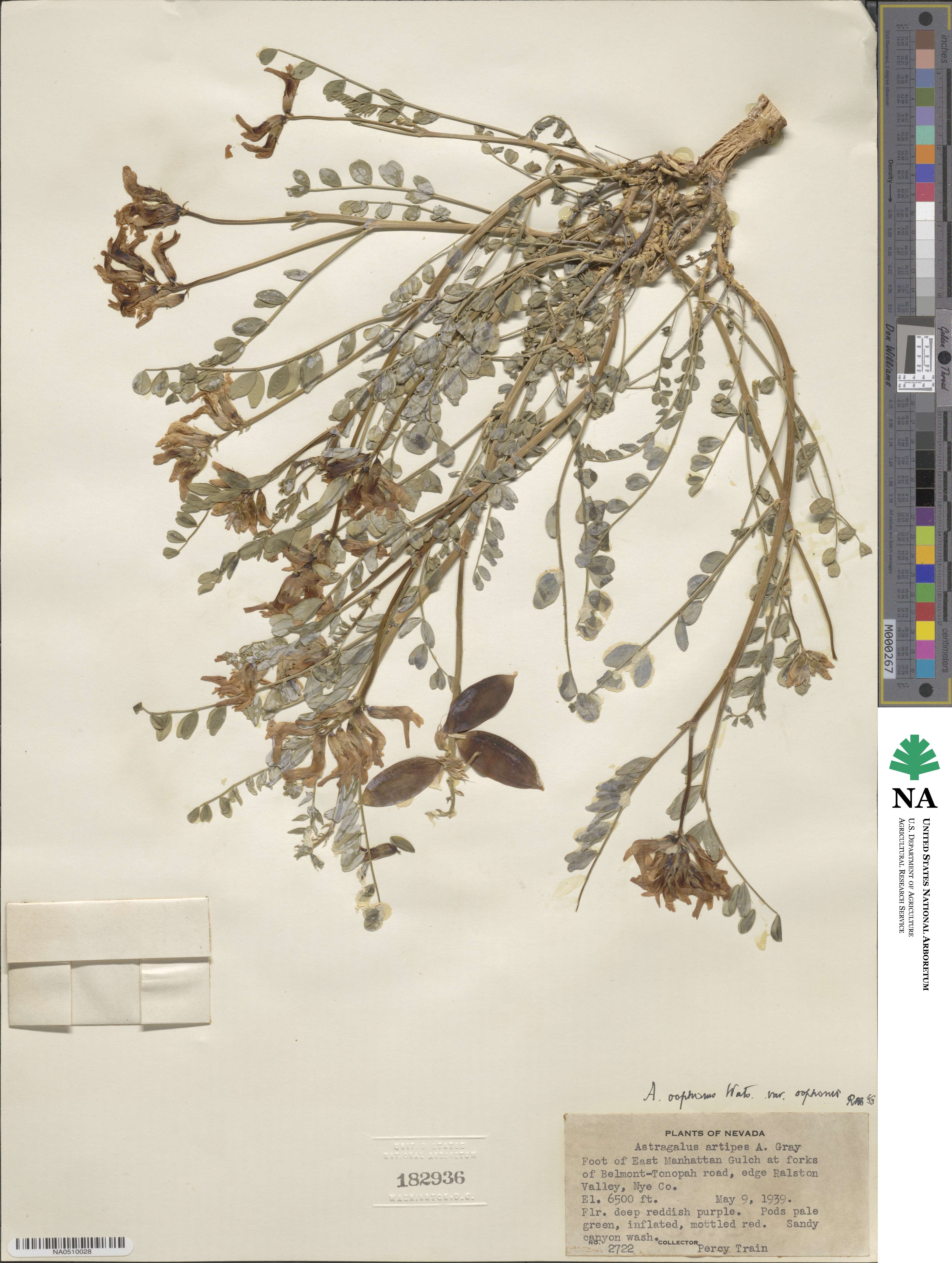 Astragalus oophorus image