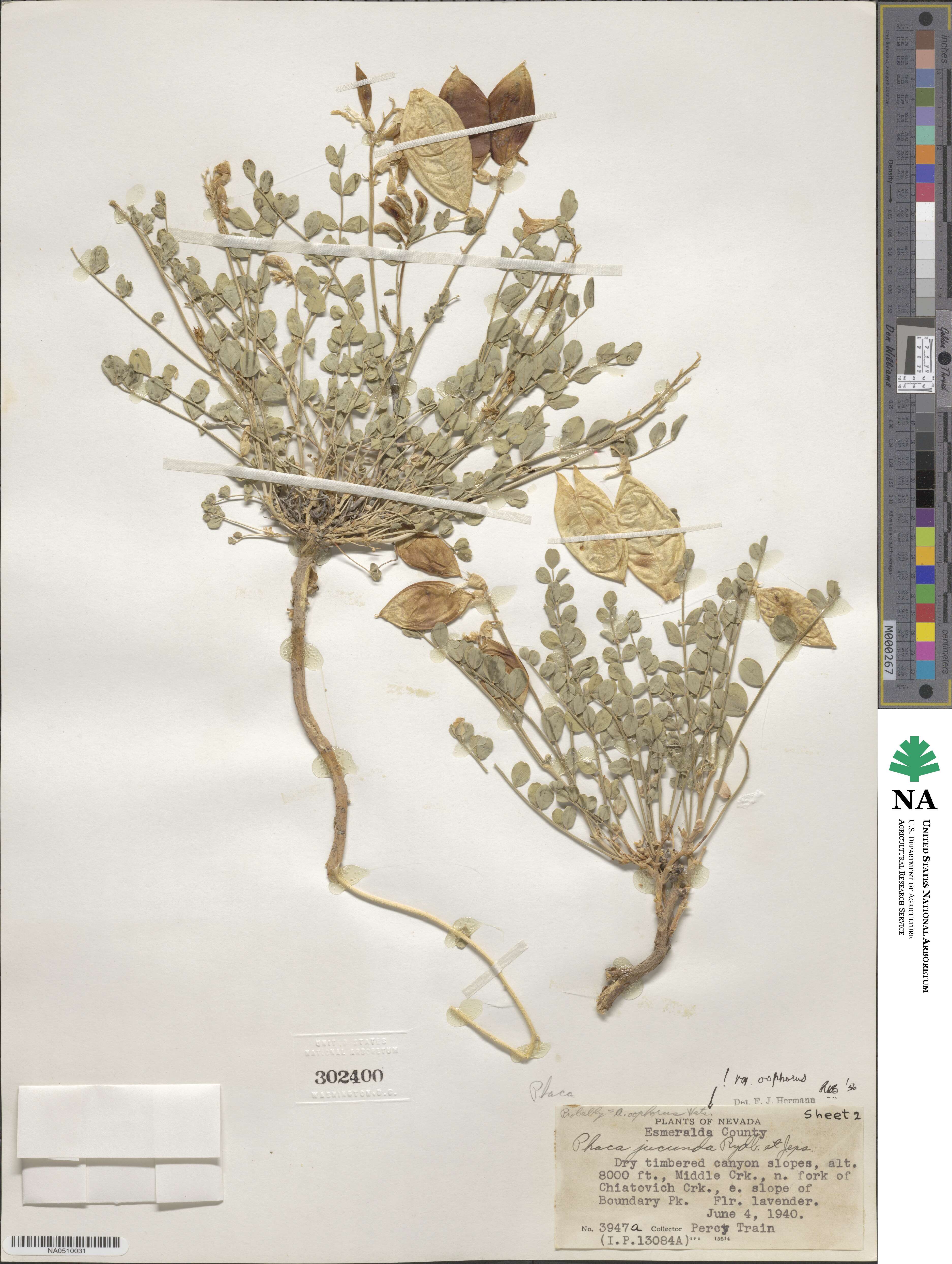 Astragalus oophorus image