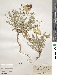 Astragalus oophorus image