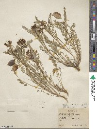 Astragalus oophorus image