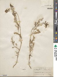 Astragalus miser image