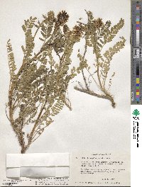 Astragalus douglasii image